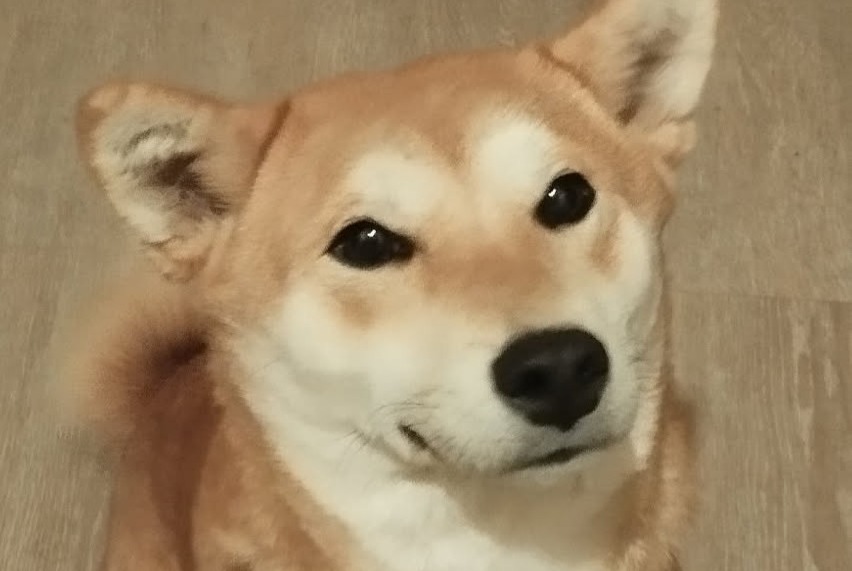 Vermisstmeldung Hund Weiblich , 2 jahre Tournon-sur-Rhône Frankreich Vermisstmeldung Hund Weiblich , 2 jahre Tournon-sur-Rhône Frankreich
