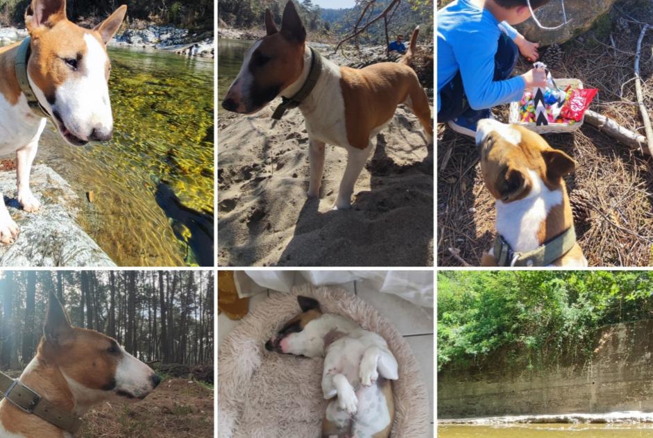 Alerte Disparition Chien Mâle , 5 ans Chandolas France Alerte Disparition Chien Mâle , 5 ans Chandolas France