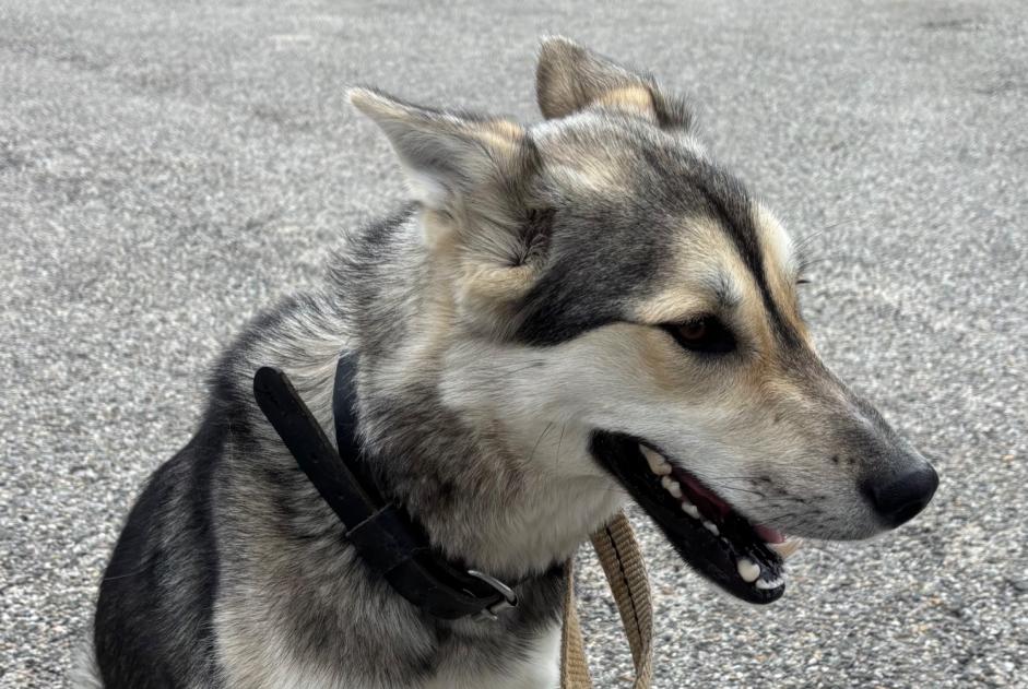 Alerte Découverte Chien croisement Inconnu Lalouvesc France Alerte Découverte Chien croisement Inconnu Lalouvesc France