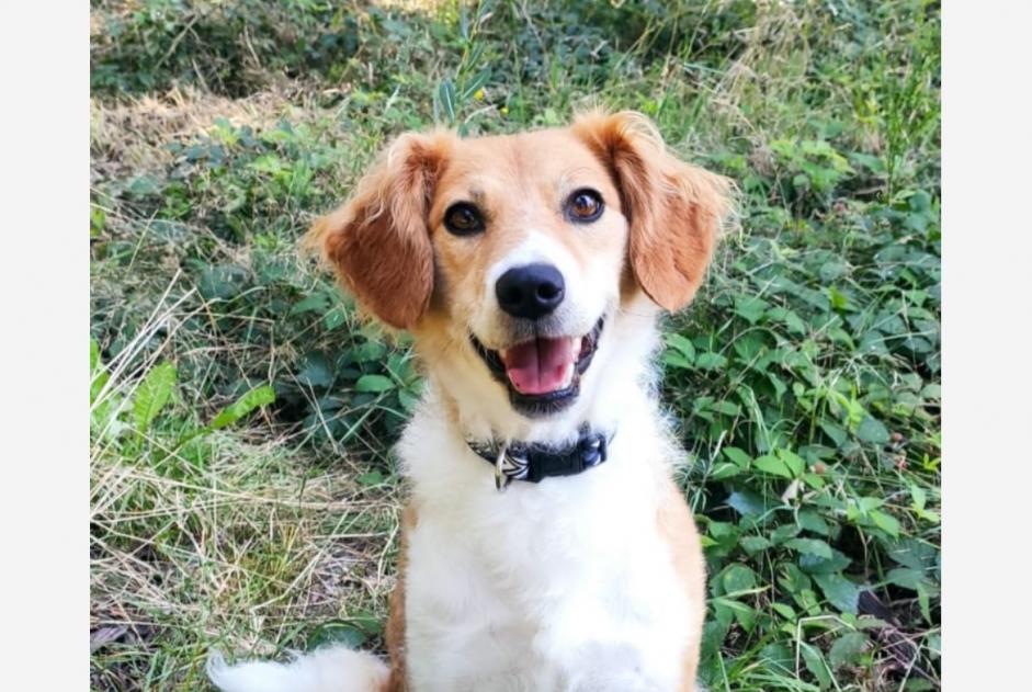 Alerte Disparition Chien croisement Femelle , 12 ans Glun France Alerte Disparition Chien croisement Femelle , 12 ans Glun France