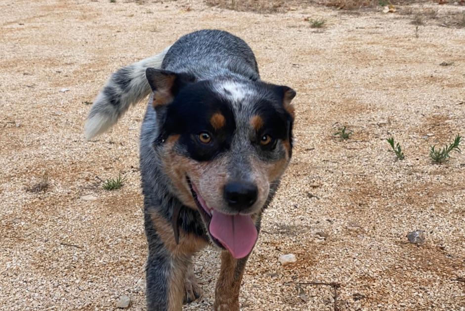 Alerte Découverte Chien Mâle Lagorce France Alerte Découverte Chien Mâle Lagorce France