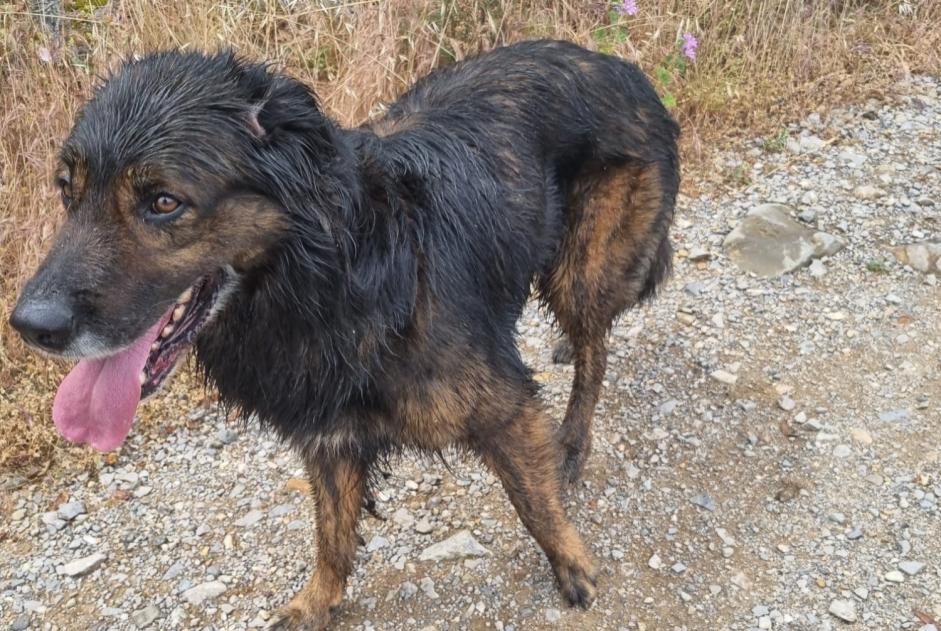 Avviso Ritrovamento Cane Maschio Vallon-Pont-d'Arc Francia